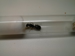 Cliché n°1, [Camponotus ionius] Camponotus grecque