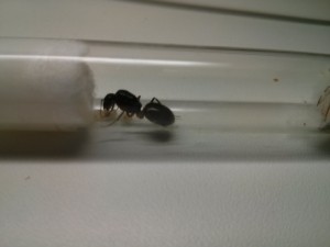 Cliché n°2, [Camponotus ionius] Camponotus grecque