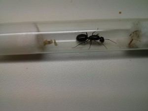 Cliché n°3, [Camponotus ionius] Camponotus grecque