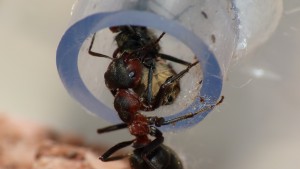Ouvrière rapatriant une mouche dans le nid., **Fin** [Blog] Les Formica rufa d'Heydax