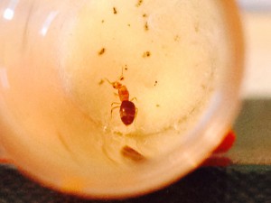 Gyne Plagiolepis alluaudi dans son tube à essai avec du couvain., [Blog] Plagiolepidini : cousines lointaines, enfin réunies !