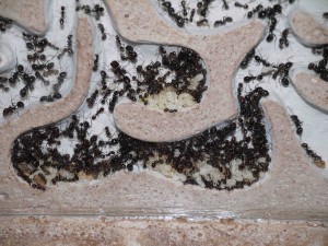 Zone couvain de mon nid Legend, Ma colonie de Messor barbarus (déjà 6 ans en 2014)