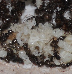 Zoom sur une jolie grappe d'oeufs, Ma colonie de Messor barbarus (déjà 6 ans en 2014)