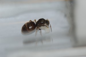 Colonie n°1: fondation de Lasius sp. noires en tube à essai (netteté sur la reine et les œufs), Gradient de pléométrose chez des Lasius sp noires