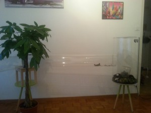 fourmilière, [Blog] Mes Atta cephalotes