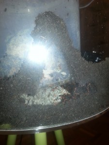 fourmilière, [Blog] Mes Atta cephalotes