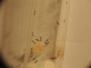 Monomorium monomorium, **Fin** [Blog] Monomorium carbonarium (Bolton, 1987)