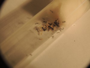 Monomorium monomorium, **Fin** [Blog] Monomorium carbonarium (Bolton, 1987)