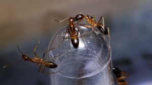 Camponotus pseudoirritans, [Blog] Camponotus cf. pseudoirritans