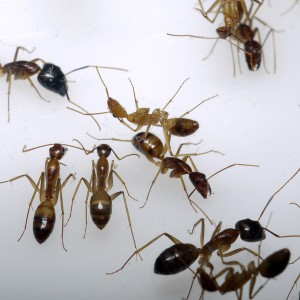 Camponotus pseudoirritans, [Blog] Camponotus cf. pseudoirritans