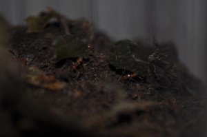 Cylindre des feuilles, [Blog] Mes Atta cephalotes