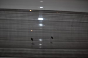 Fourmis dans le tube reliant les deux cylindres, [Blog] Mes Atta cephalotes