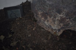 Cylindre abritant le fungus, [Blog] Mes Atta cephalotes