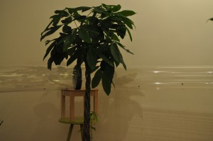 Vue d'une partie du tube, [Blog] Mes Atta cephalotes