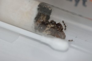 a) Colonie n°5: fondation de Lasius sp. noire en tube à essai (pléométrose), Gradient de pléométrose chez des Lasius sp noires