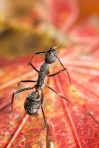 Campo, [Blog] Les Camponotus cruentatus de Couloucha