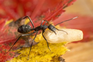 Campo, [Blog] Les Camponotus cruentatus de Couloucha