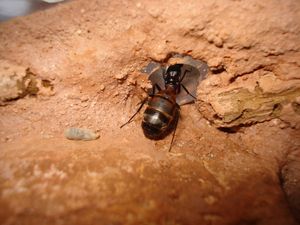Les Camponotus de funkyben, DSC07291.JPG