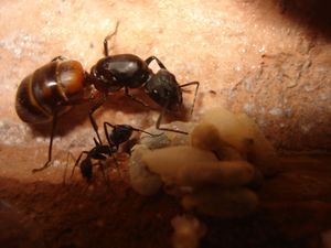 Les Camponotus de funkyben, DSC07302.JPG