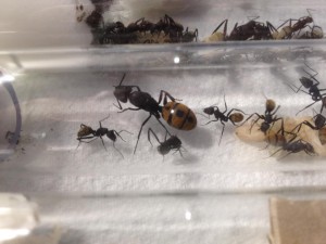 Gyne fulvopilosus, **Fin**[Blog] Camponotus fulvopilosus