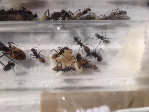 Couvain fulvopilosus, **Fin**[Blog] Camponotus fulvopilosus