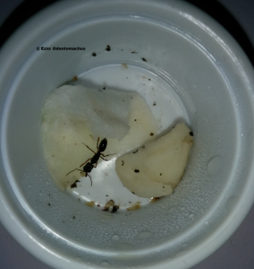 Module de fondation Odontomachus, [Blog] Essai de fondation chez Odontomachus