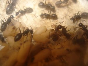 Les Camponotus de funkyben, DSC07310.JPG