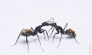 Camponotus fulvopilosus, [Blog] Camponotus fulvopilosus