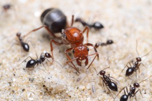 Gynes et ses ouvrières', **Fin** [Blog] Myrmecocystus mimicus (Honeypot)