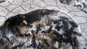 Chambre en vue rapprochée, **Fin** [Blog] Camponotus fulvopilosus