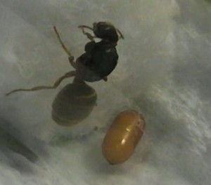 Drôle de cocon, [Blog] Les colonies de PasPayer