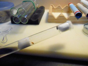 Parasite Strongygaster, [Blog] Les colonies de PasPayer