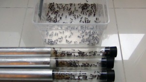 Tubes 20 cm x 3 de diamètre et bac de rétention, **Fin** [Blog] Camponotus consobrinus