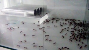 Ouvrières du bas de rétention, **Fin** [Blog] Camponotus consobrinus