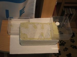 PETIT nid en bc pour début de colonie, DSCF8863 2.jpg