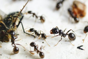 Messor barbarus, Les colonies de Couloucha