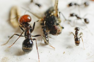 Messor barbarus, Les colonies de Couloucha