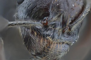 Messor Focus stacking, Faire facilement de la photomicrographie