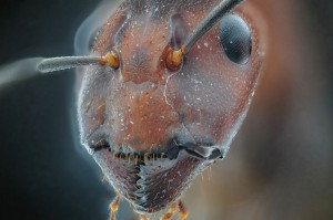 Camponotus Gyne, Faire facilement de la photomicrographie