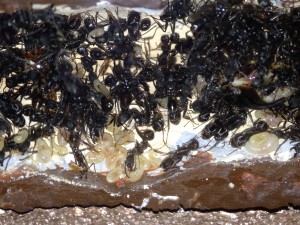 Couvain Aphaenogaster senilis., Mes Aphaenogaster senilis
