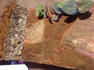 Aire de chasse, [Blog] Camponotus singularis