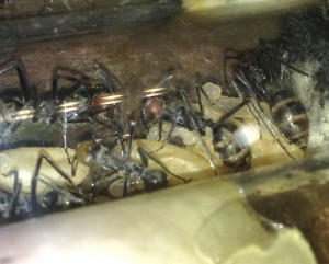 Couvain CS, [Blog] Camponotus singularis
