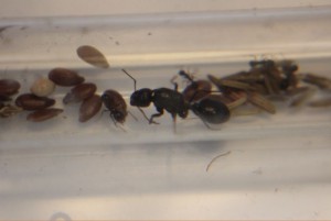 1ère photo de la Dame !, [Blog] Les Messor barbarus de Bianka