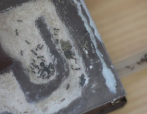 1er Nid, [Blog] Les Messor barbarus de Bianka