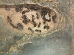 Le développement à reprit, [Blog] Les Messor barbarus de Bianka