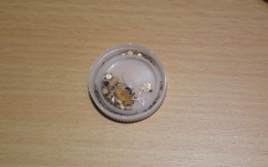 Dépotoir, [Blog] Les Messor barbarus de Bianka