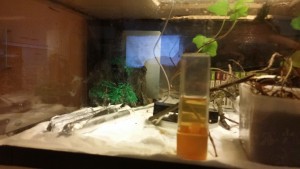 Vue d'ensemble du terrarium tropicale., [Blog] Camponotus dolendus