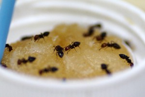 La mangeoire des Crematogaster scutellaris, Les colonies de Couloucha