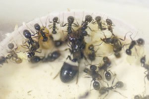 Messor barbarus, Les colonies de Couloucha
