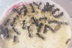 Ouvrières et couvain Messor barbarus, Les colonies de Couloucha